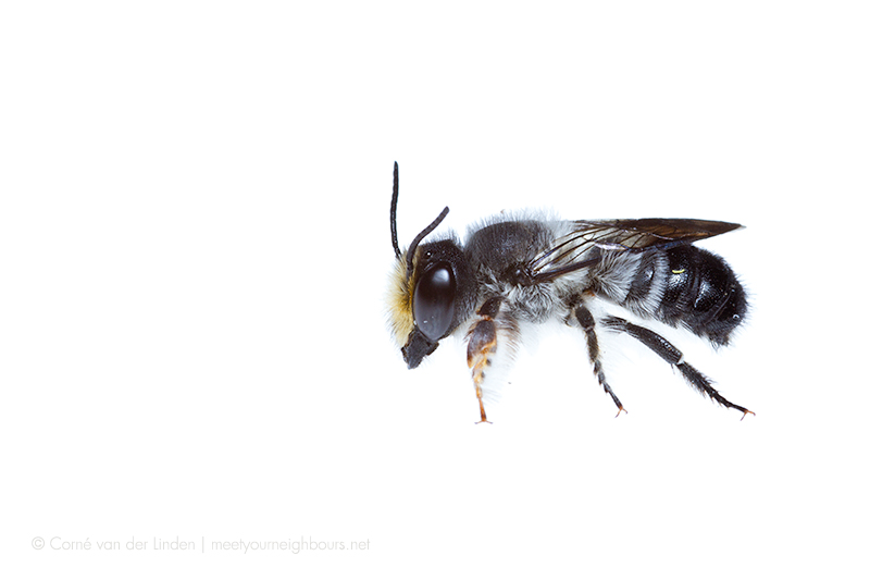 <!--Megachile (Hackeriapis) sp. , Leafcutter bee-->